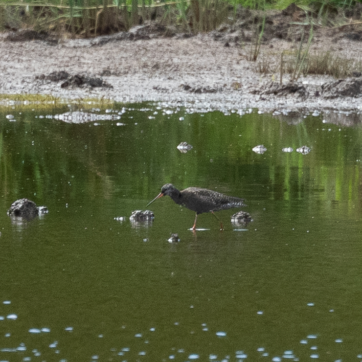 Spotted redshank